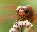 [Dragonfly] - shaw park gardens, jamaica, dragonfly